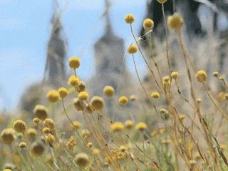 Gif of butterfly lighting on yellow billy button flowers