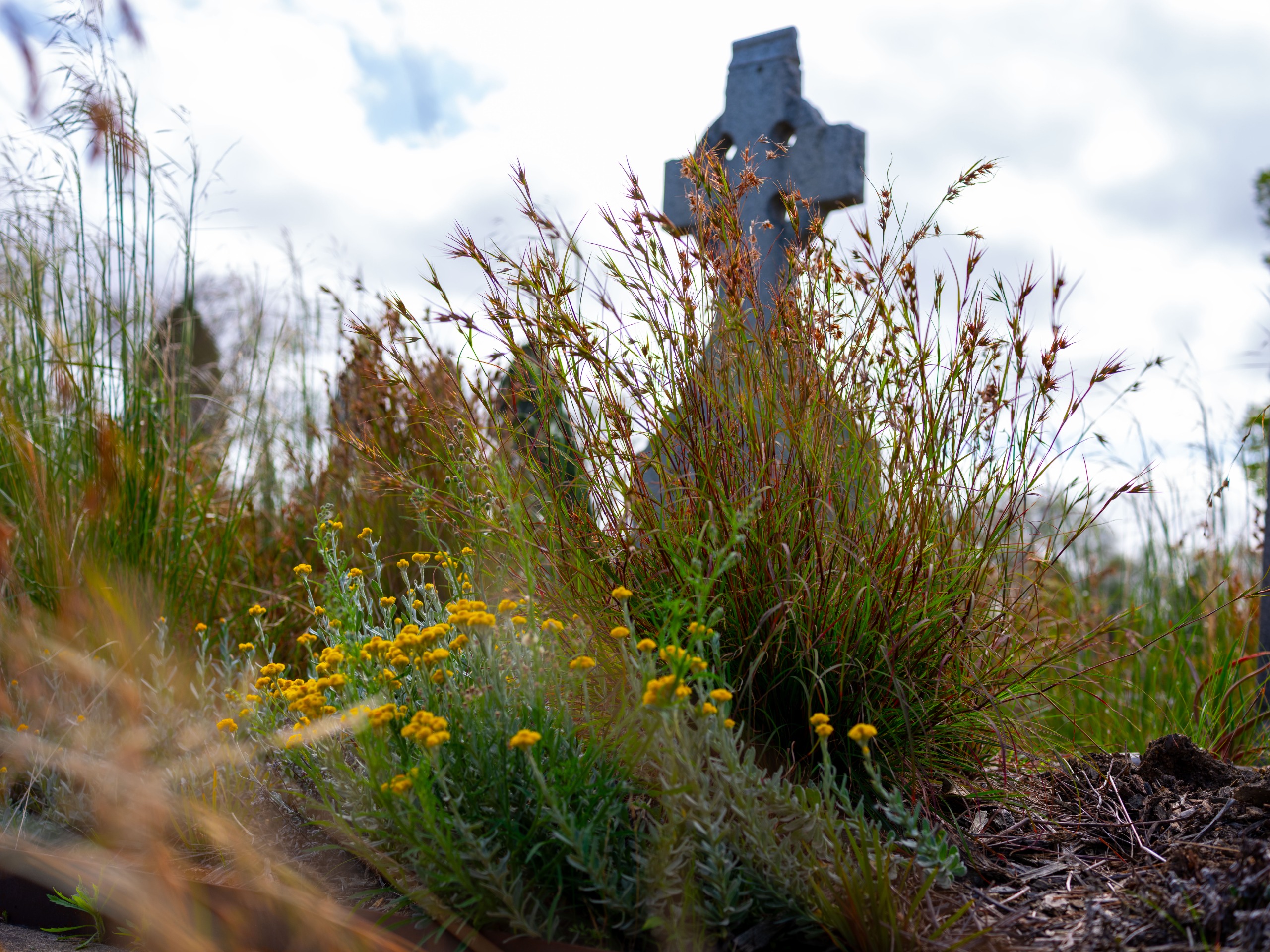Wildflowers and grasses growing at MGC Cultivate