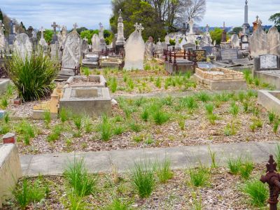 Grasses establishing at MGC Cultivate