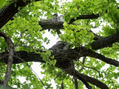Bird with babies in tree