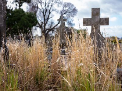 Grasses at Project Cultivate