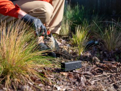 Native grasses and wildflowers planted at Melbourne General Cemetery