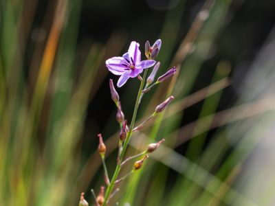 single purple flower in field
